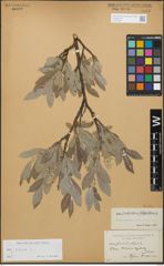 Foto von Salix glauca L.